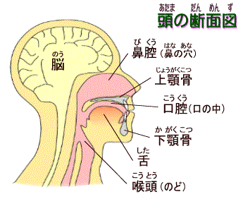 ̒fʐ}i߂񂸁j