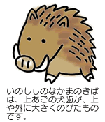 いのしし