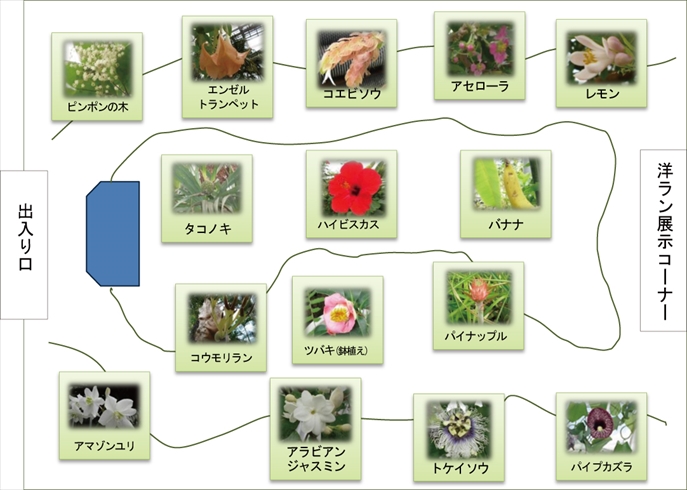 温室内の代表的な花の配置図