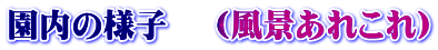 園内の様子 　(風景あれこれ)